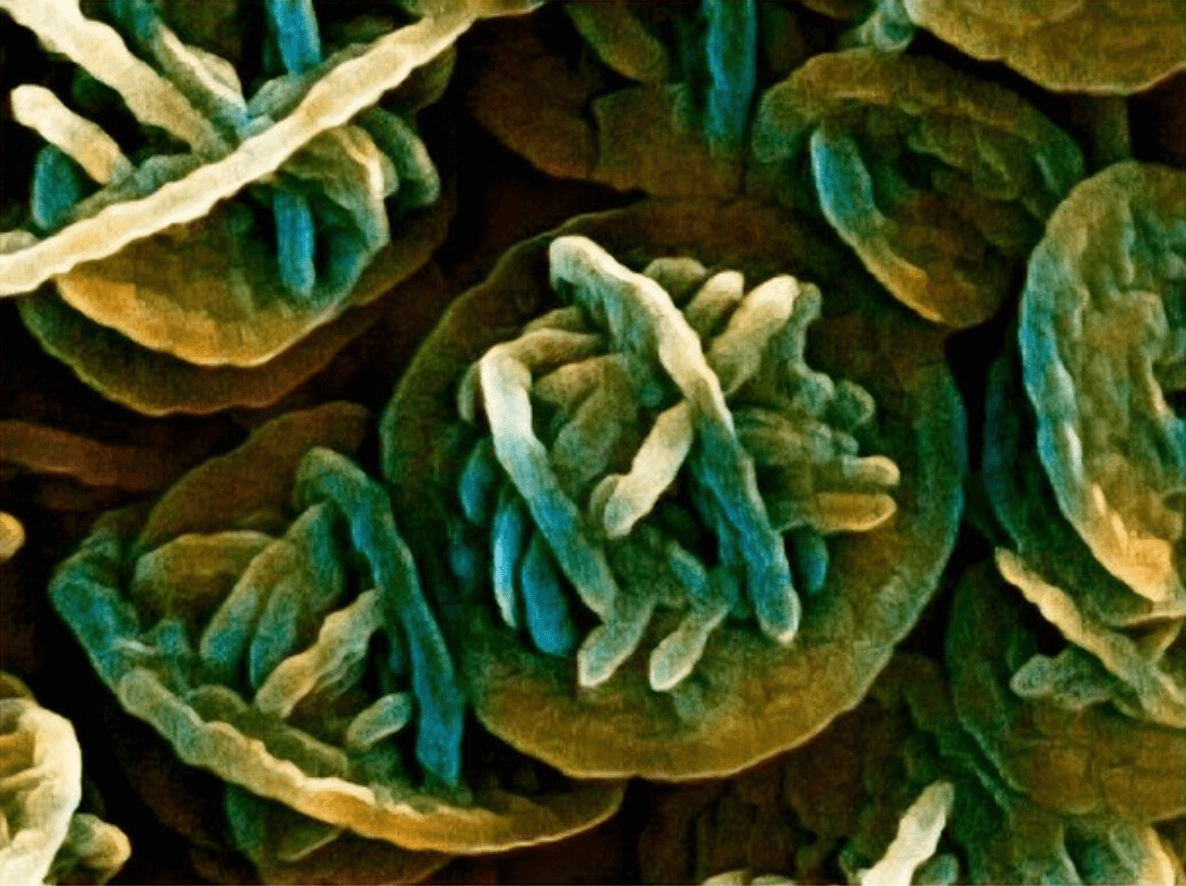 NanoArtography science image competition entry